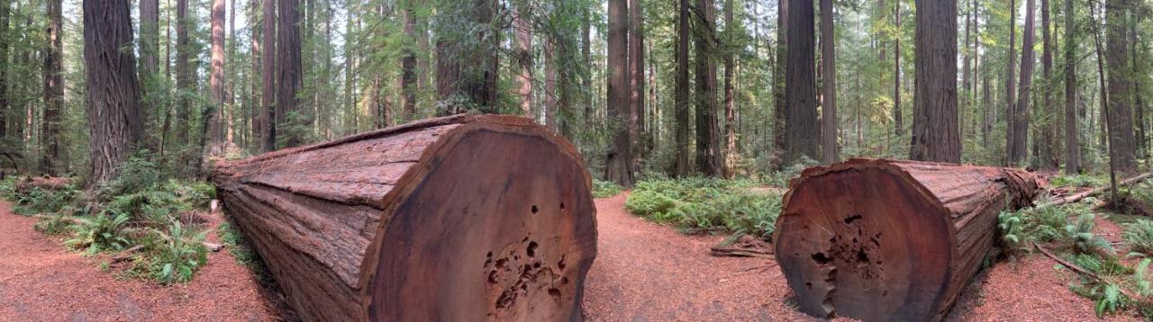 Glamping In The Redwoods With A Hot Tub! Hotel Garberville Exterior photo